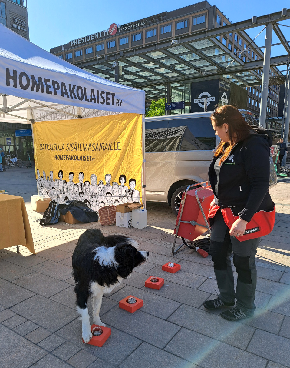 Mustavalkoinen koira osoittaa punaista laatikkoa. Laatikkoja on neljä. Koiran vieressä on koiraa ohjaava nainen.